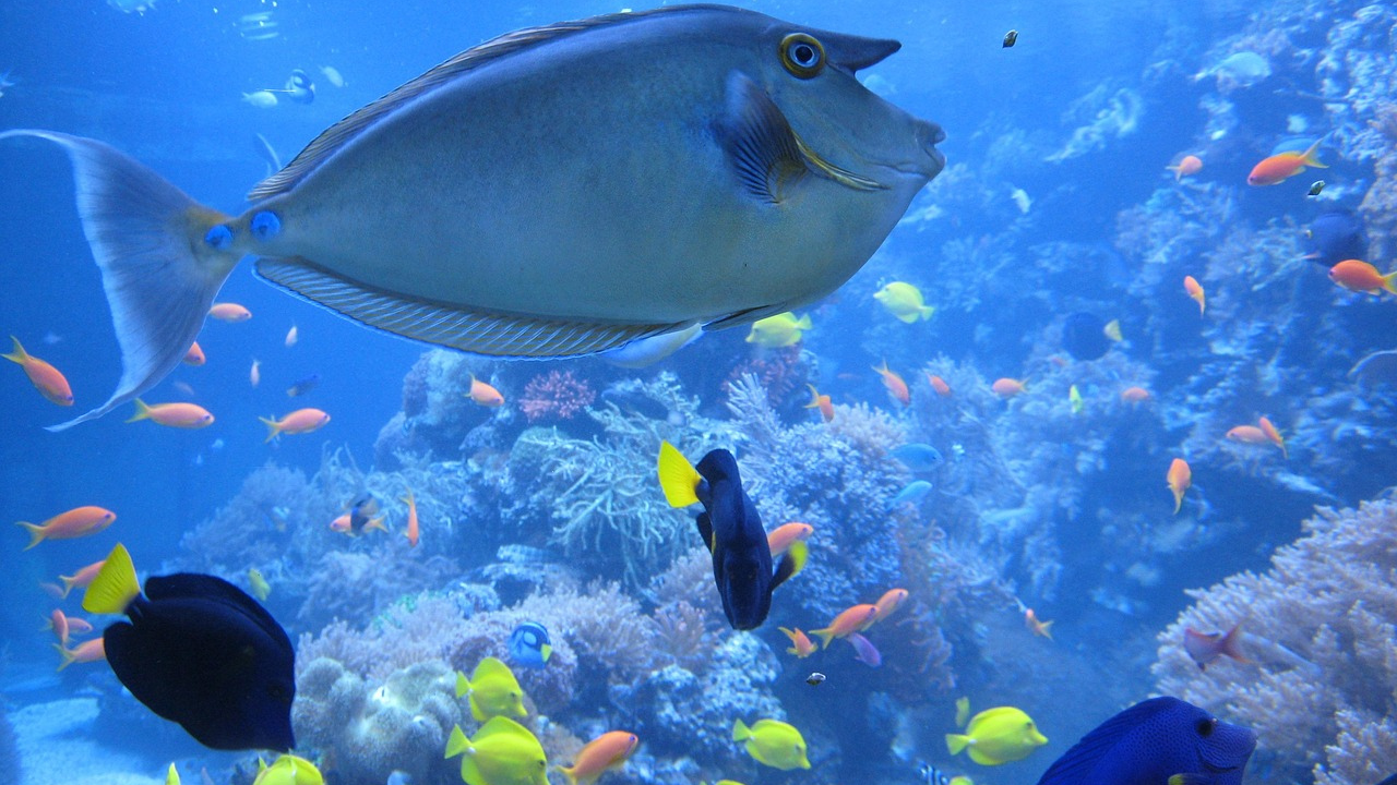 aquarium of the pacific